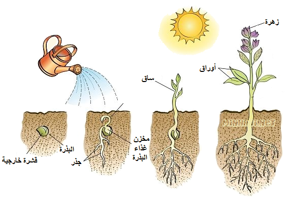 مراحل نمو النبات